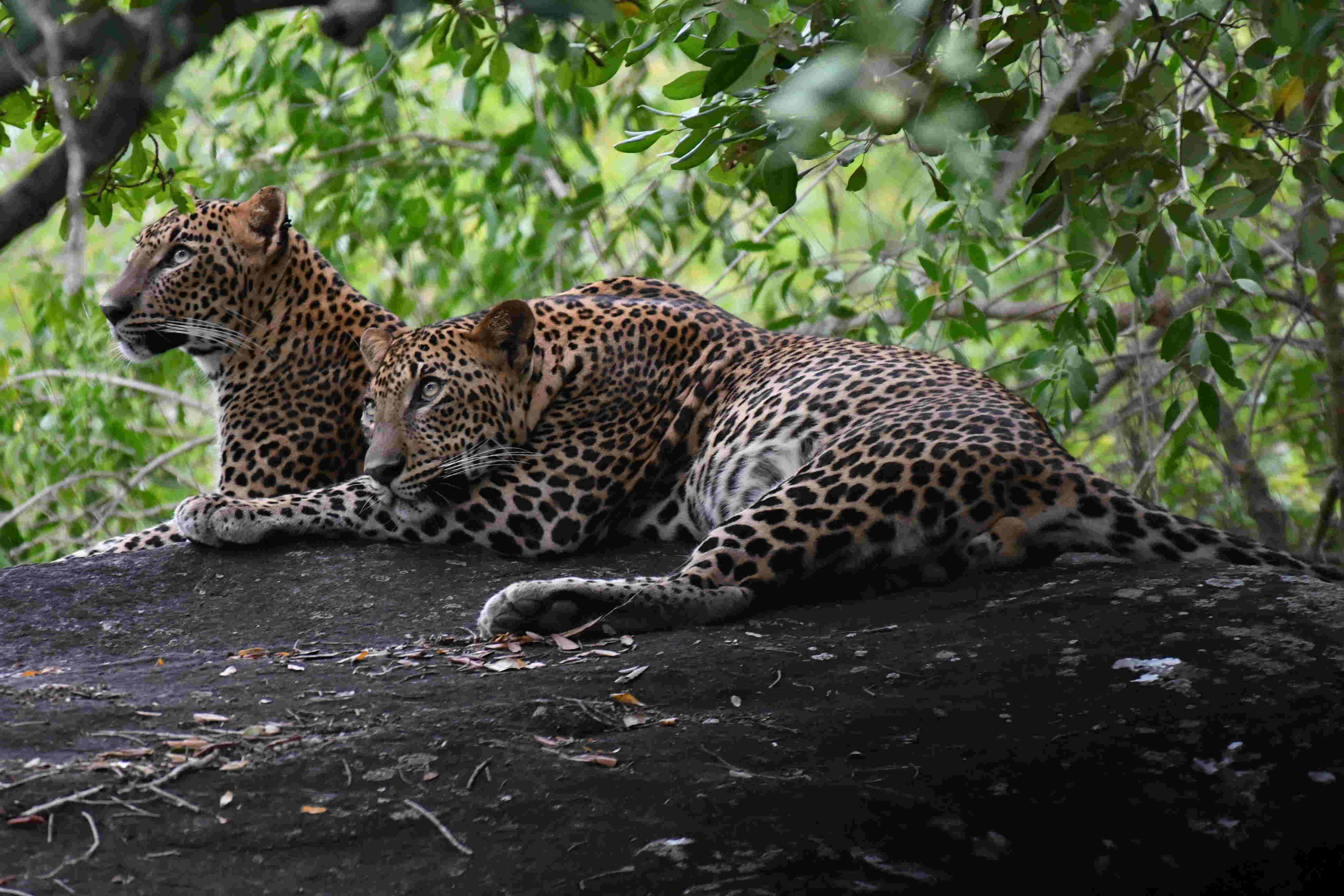 A wild leopard resting on a tree branch in Yala